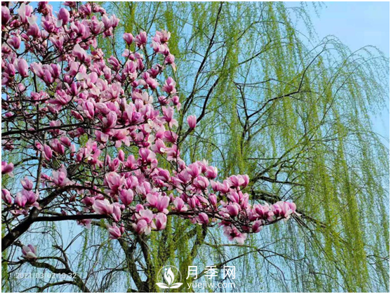 南陽(yáng)驚蟄時(shí)節(jié)，花紅柳綠又一春(圖2)