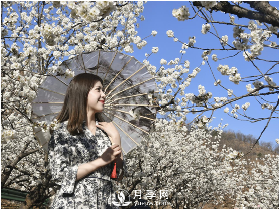 南陽(yáng)驚蟄時(shí)節(jié)，花紅柳綠又一春(圖1)