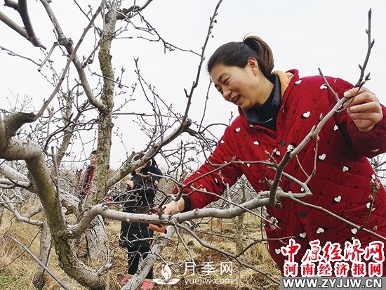 方城縣博望鎮(zhèn)：月季和黃金梨產業(yè)賦能構筑新圖景(圖1)
