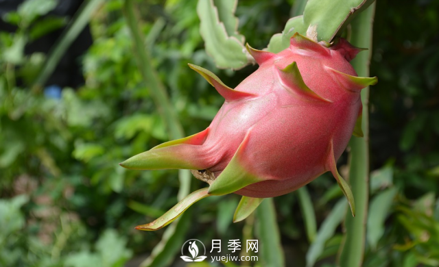 南陽(yáng)火龍果的6種施肥方式詳細(xì)說(shuō)明(圖1)