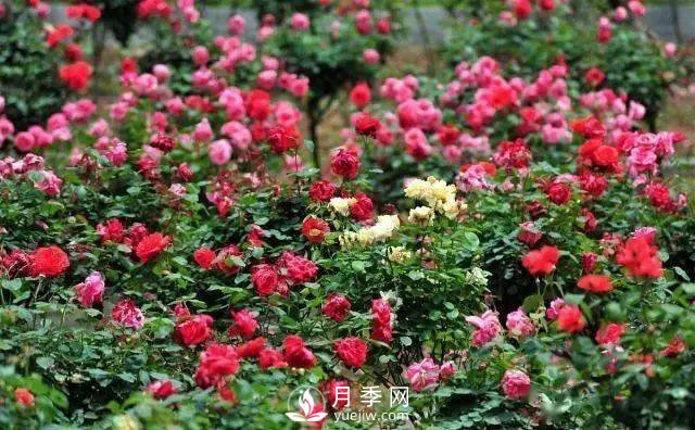 月季雖好“坑”太多，想養(yǎng)好就要避開6個“坑”(圖1)