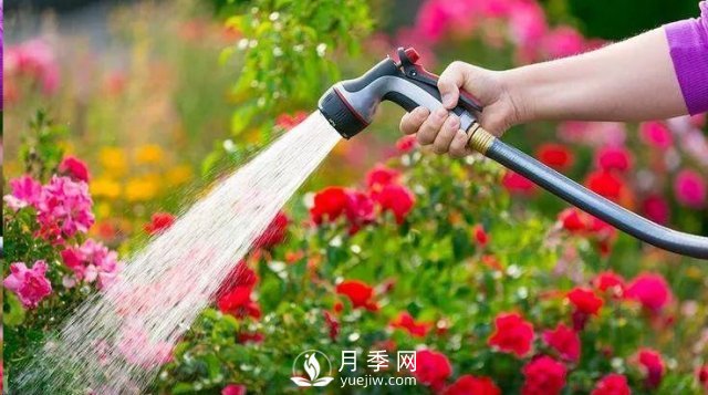 封閉陽臺養(yǎng)好月季花？室內(nèi)陽臺養(yǎng)月季的4大注意事項(圖2)