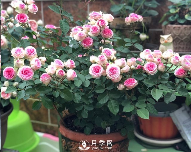 封閉陽臺養(yǎng)好月季花？室內(nèi)陽臺養(yǎng)月季的4大注意事項(圖3)