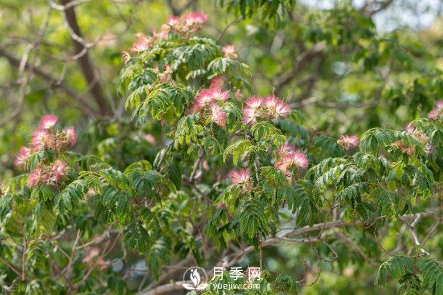 6個(gè)常見(jiàn)景觀樹(shù)(圖2)