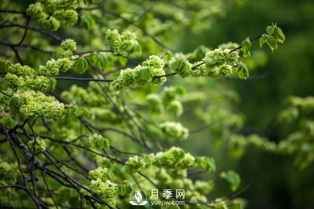 6個(gè)常見(jiàn)景觀樹(shù)(圖5)