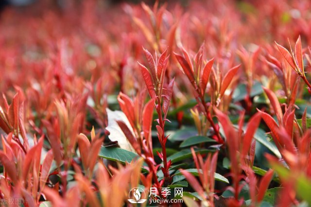 6個(gè)常見(jiàn)景觀樹(shù)(圖4)