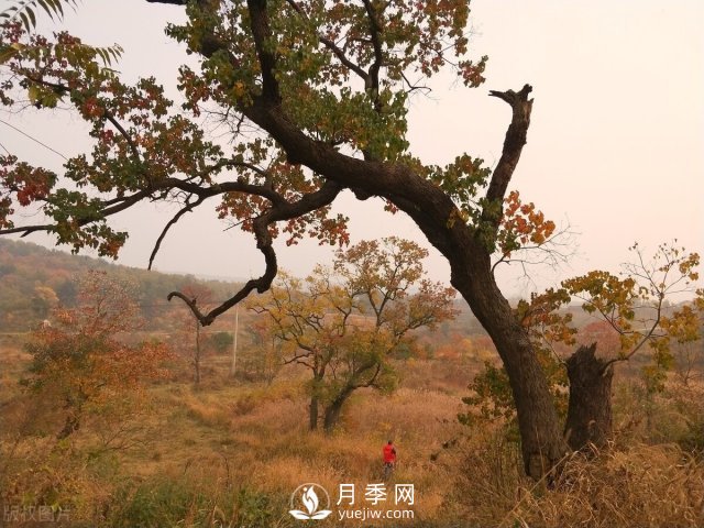 6個(gè)常見(jiàn)景觀樹(shù)(圖3)