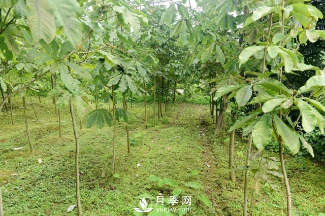 6個(gè)常見(jiàn)景觀樹(shù)(圖1)