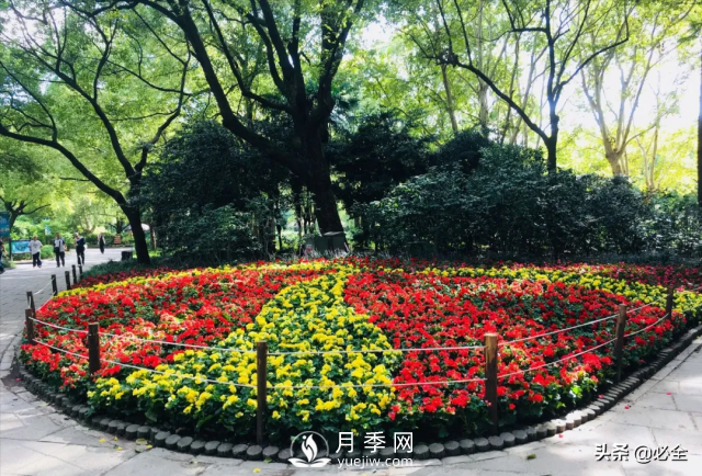 植物設(shè)計中花卉灌木植物色塊的應(yīng)用處理(圖4)