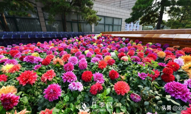 植物設(shè)計中花卉灌木植物色塊的應(yīng)用處理(圖3)