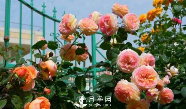 如何讓月季小苗冠幅一年達到1米？做好1狠3足(圖2)