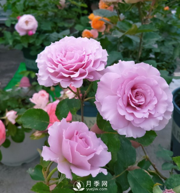 如何讓月季小苗冠幅一年達到1米？做好1狠3足(圖4)
