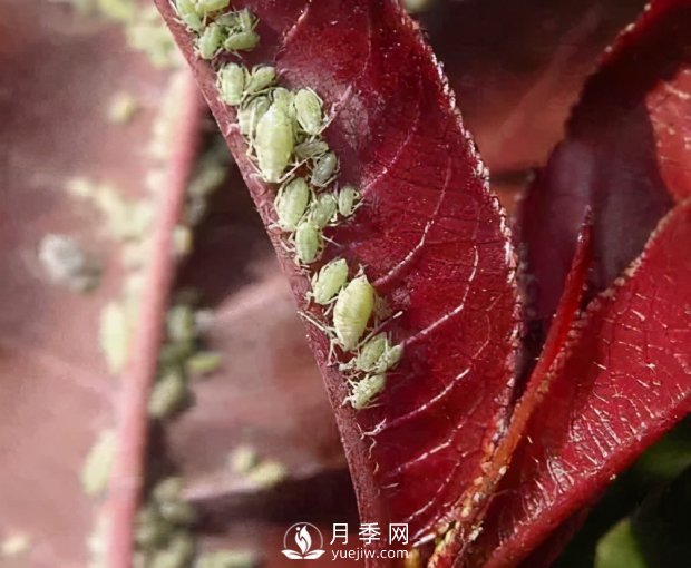 園林綠化樹(shù)木3-5月份養(yǎng)護(hù)管理要點(diǎn)(圖1)