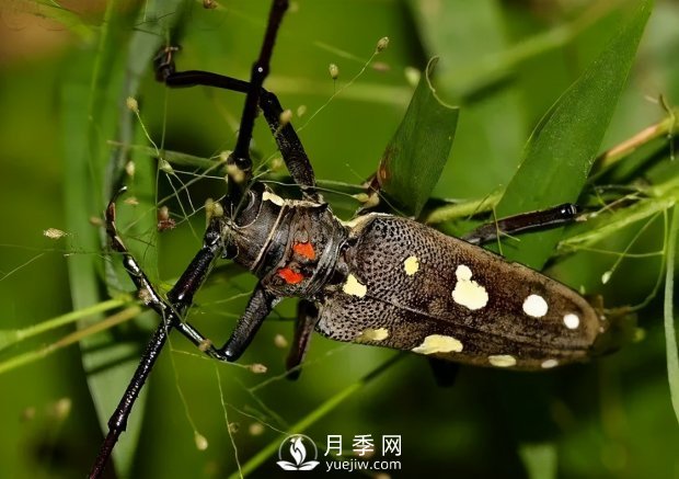 園林綠化樹(shù)木3-5月份養(yǎng)護(hù)管理要點(diǎn)(圖6)