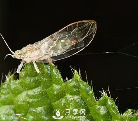 園林綠化樹(shù)木3-5月份養(yǎng)護(hù)管理要點(diǎn)(圖3)