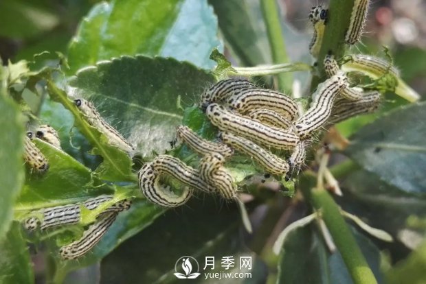 園林綠化樹(shù)木3-5月份養(yǎng)護(hù)管理要點(diǎn)(圖5)
