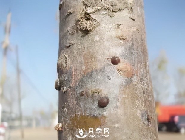園林綠化樹(shù)木3-5月份養(yǎng)護(hù)管理要點(diǎn)(圖12)