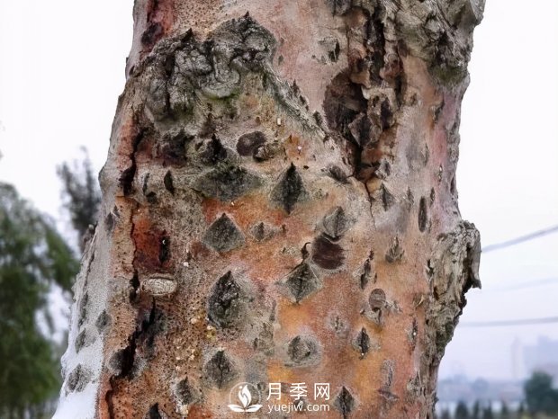 園林綠化樹(shù)木3-5月份養(yǎng)護(hù)管理要點(diǎn)(圖13)