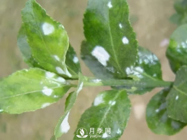 園林綠化樹(shù)木3-5月份養(yǎng)護(hù)管理要點(diǎn)(圖8)