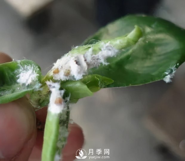 園林綠化樹(shù)木3-5月份養(yǎng)護(hù)管理要點(diǎn)(圖2)