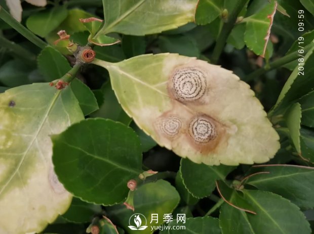 園林綠化樹(shù)木3-5月份養(yǎng)護(hù)管理要點(diǎn)(圖10)
