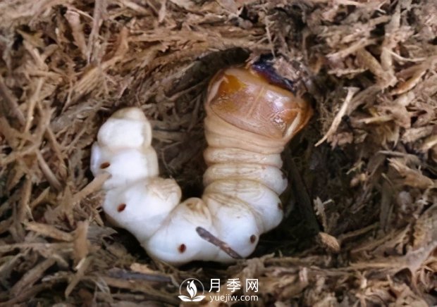 園林綠化樹(shù)木3-5月份養(yǎng)護(hù)管理要點(diǎn)(圖7)