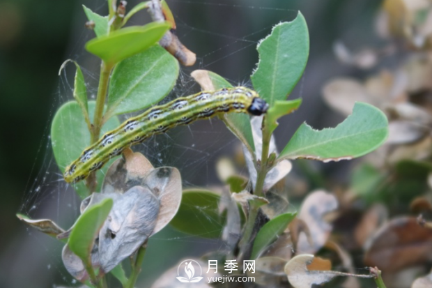 園林綠化樹(shù)木3-5月份養(yǎng)護(hù)管理要點(diǎn)(圖4)
