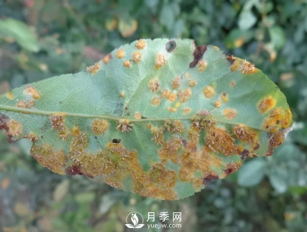 園林綠化樹(shù)木3-5月份養(yǎng)護(hù)管理要點(diǎn)(圖9)