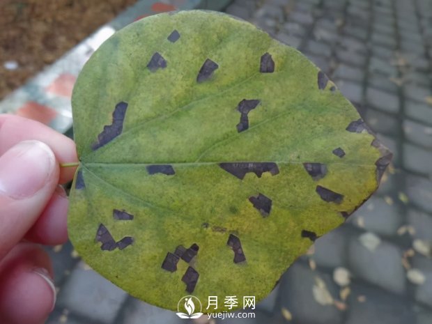 園林綠化樹(shù)木3-5月份養(yǎng)護(hù)管理要點(diǎn)(圖11)