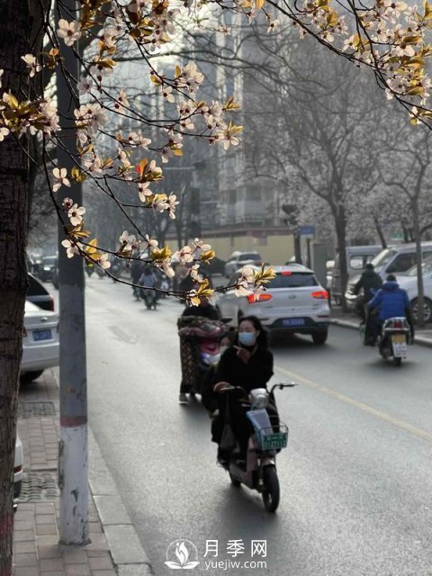 河南省氣象局發(fā)布花期地圖 洛陽牡丹花4月3日進入初花期(圖4)