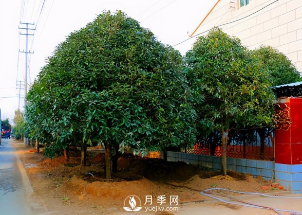 春季桂花移栽修剪有訣竅，苗場(chǎng)老農(nóng)親傳經(jīng)驗(yàn)(圖1)