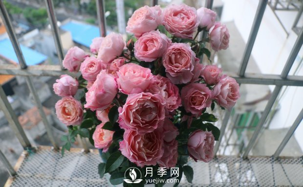 海神王陽臺(tái)月季，專為盆栽觀賞而生，四季有花開(圖2)