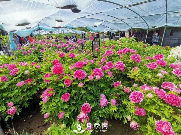 能否把牡丹確定為國(guó)花？全國(guó)人大代表連續(xù)4年提建議(圖3)