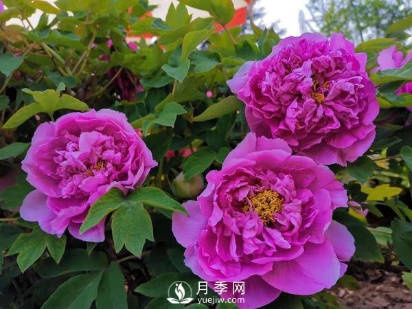 能否把牡丹確定為國(guó)花？全國(guó)人大代表連續(xù)4年提建議(圖2)