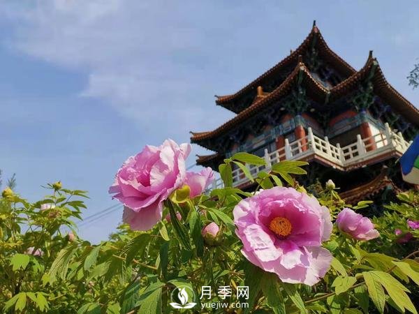 能否把牡丹確定為國(guó)花？全國(guó)人大代表連續(xù)4年提建議(圖1)