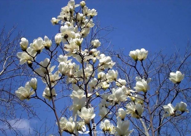 南陽(yáng)南召：玉蘭花大全，5種玉蘭簡(jiǎn)介(圖1)