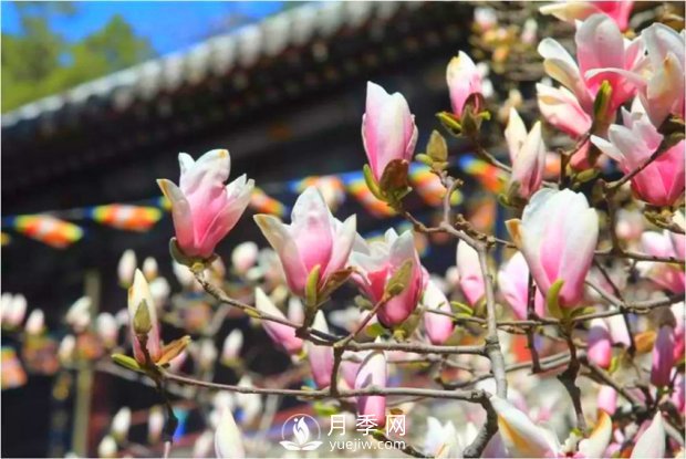 南陽(yáng)南召：玉蘭花大全，5種玉蘭簡(jiǎn)介(圖3)