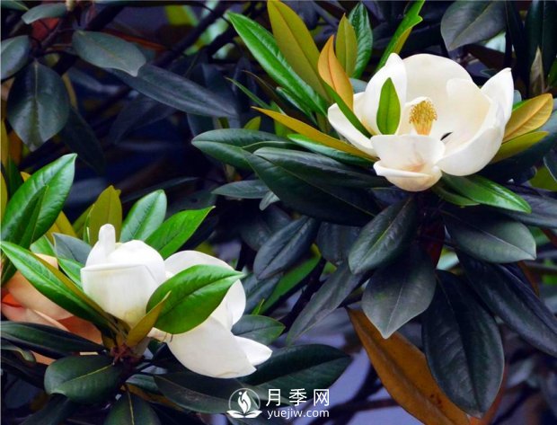 南陽(yáng)南召：玉蘭花大全，5種玉蘭簡(jiǎn)介(圖4)