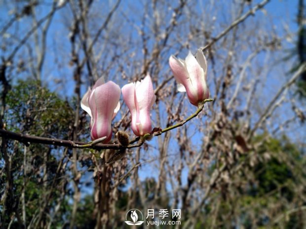 南陽(yáng)南召：玉蘭花大全，5種玉蘭簡(jiǎn)介(圖5)