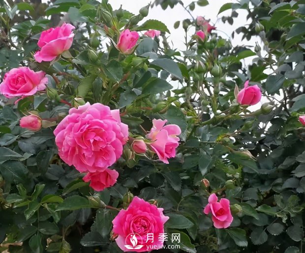 安徽阜陽網紅打卡地誕生：阜南恒居月季花海等您來！(圖2)