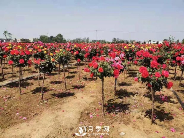 安徽阜陽網紅打卡地誕生：阜南恒居月季花海等您來！(圖1)