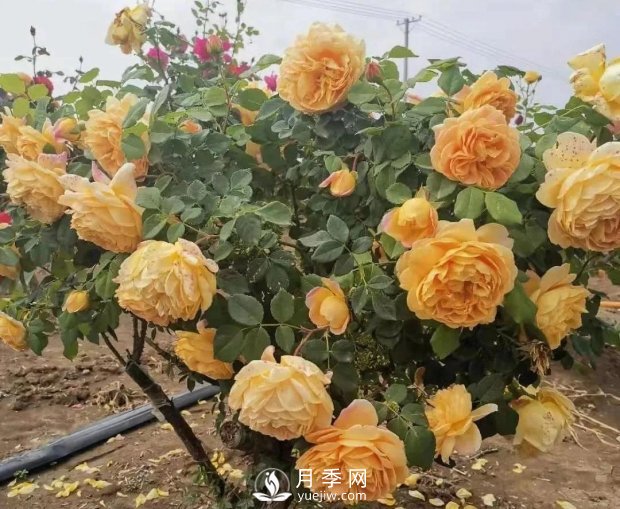 安徽阜陽網紅打卡地誕生：阜南恒居月季花海等您來！(圖3)