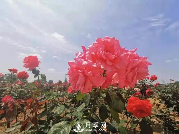 安徽阜陽網紅打卡地誕生：阜南恒居月季花海等您來！(圖4)