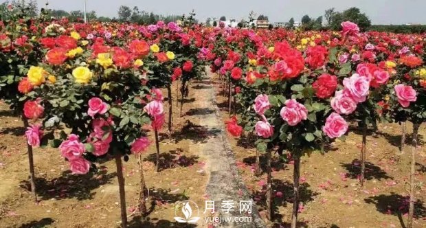 安徽阜陽網紅打卡地誕生：阜南恒居月季花海等您來！(圖5)