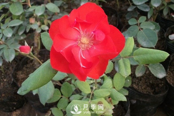 莫海姆豐花月季的種植方法你知道了嗎？(圖1)