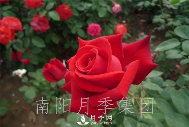 月季肥傷怎么辦？大花月季兩大癥狀描述(圖1)