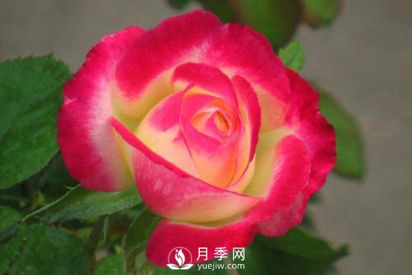 超級香的紅雙喜月季資料，花友必須知道(圖1)