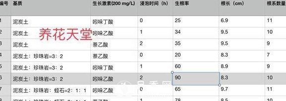 1種酸泡2小時，月季扦插生根快，白根長10厘米，生根13條(圖5)