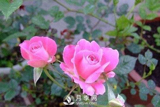 1種酸泡2小時，月季扦插生根快，白根長10厘米，生根13條(圖1)