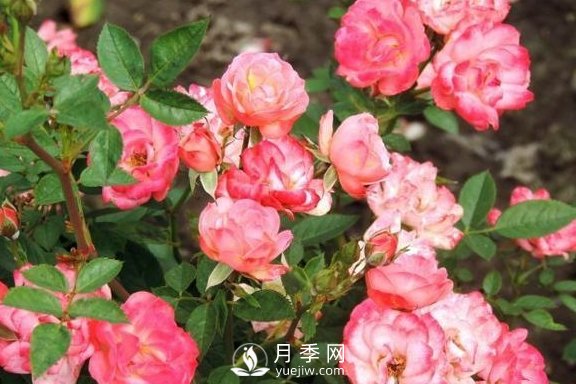 1種酸泡2小時，月季扦插生根快，白根長10厘米，生根13條(圖3)